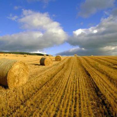 Як безкоштовно отримати 2 гектари землі в Україні?